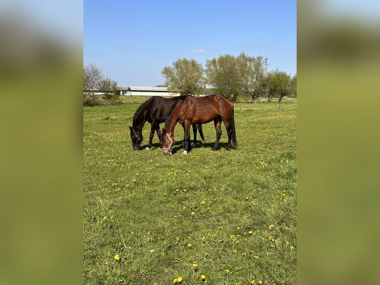 KWPN Mare 17 years 16,2 hh Brown in Antwerpen