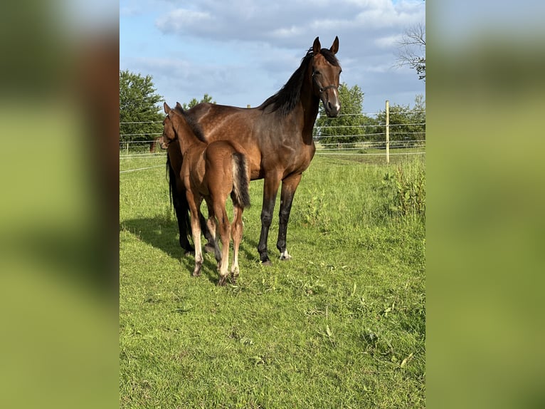 KWPN Mare 17 years 16,2 hh Brown in Antwerpen