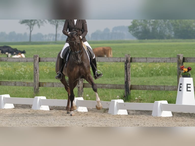 KWPN Mare 17 years 16.2 hh Chestnut in Luttelgeest