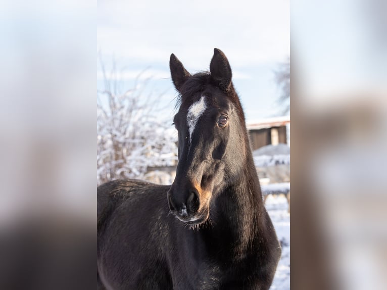 KWPN Mare 17 years 16 hh Bay-Dark in Bassenheim