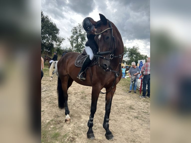 KWPN Mare 17 years 16 hh Bay-Dark in Neuwied KWPN Mare 17 years 16 hh Bay-Dark in Neuwied