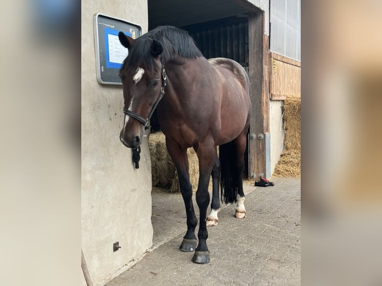 KWPN Mare 17 years 16 hh Bay-Dark in Neuwied KWPN Mare 17 years 16 hh Bay-Dark in Neuwied