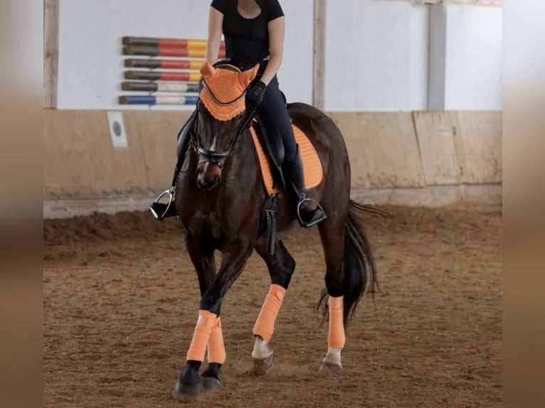 KWPN Mare 17 years 16 hh Bay-Dark in Neuwied KWPN Mare 17 years 16 hh Bay-Dark in Neuwied