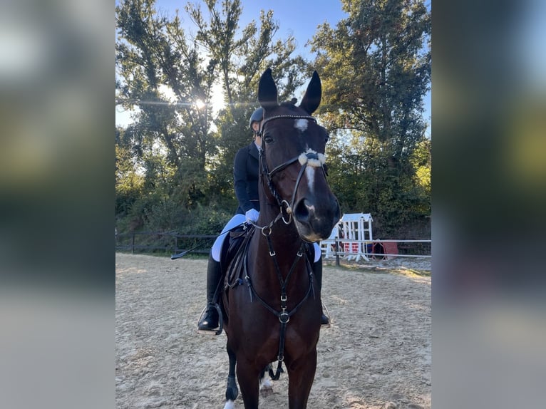 KWPN Mare 17 years 16 hh Bay-Dark in Neuwied KWPN Mare 17 years 16 hh Bay-Dark in Neuwied