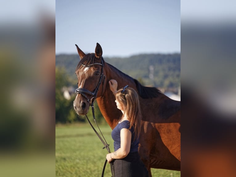 KWPN Mare 17 years 16 hh Bay-Dark in Neuwied KWPN Mare 17 years 16 hh Bay-Dark in Neuwied