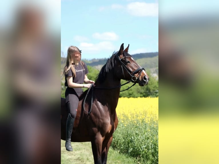 KWPN Mare 17 years 16 hh Bay-Dark in Neuwied KWPN Mare 17 years 16 hh Bay-Dark in Neuwied