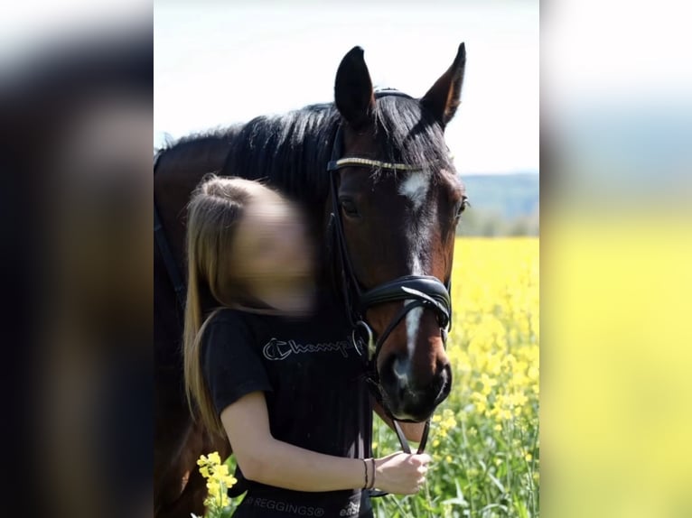 KWPN Mare 17 years 16 hh Bay-Dark in Neuwied KWPN Mare 17 years 16 hh Bay-Dark in Neuwied