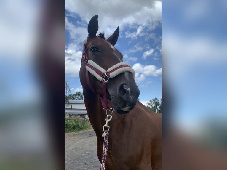 KWPN Mare 17 years 16 hh Bay-Dark in Neuwied