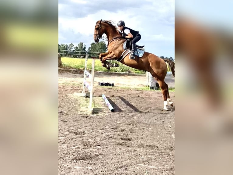 KWPN Mare 17 years 16 hh Bay in Yngsjö