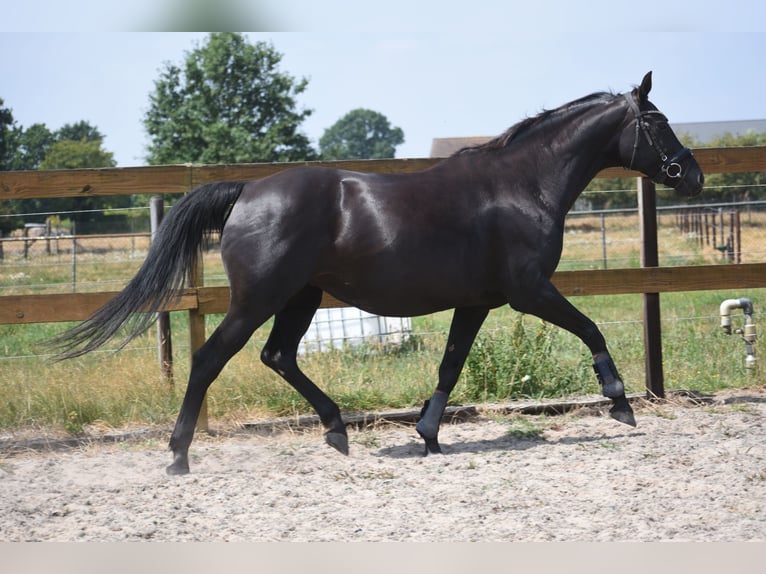 KWPN Mare 17 years 16 hh Black in Achtmaal