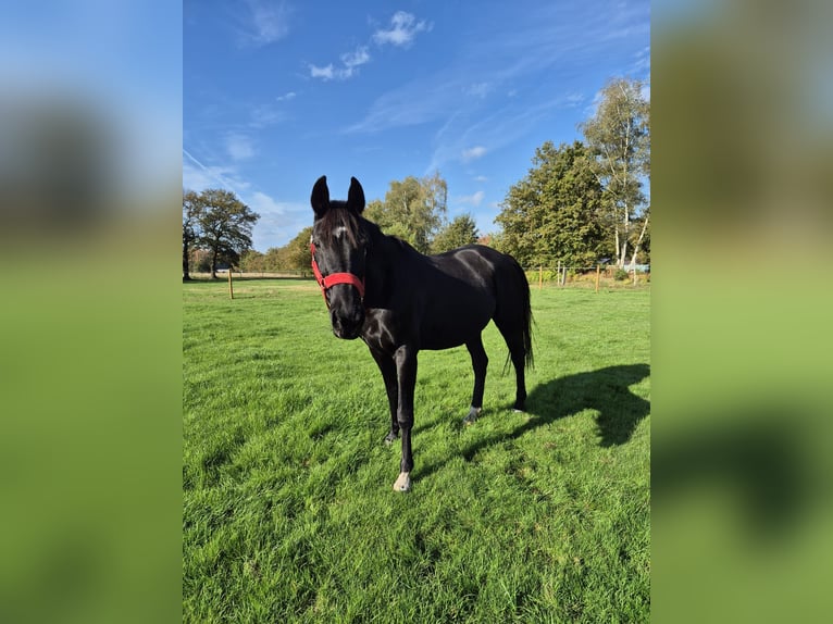 KWPN Mare 17 years 16 hh Black in Zonhoven