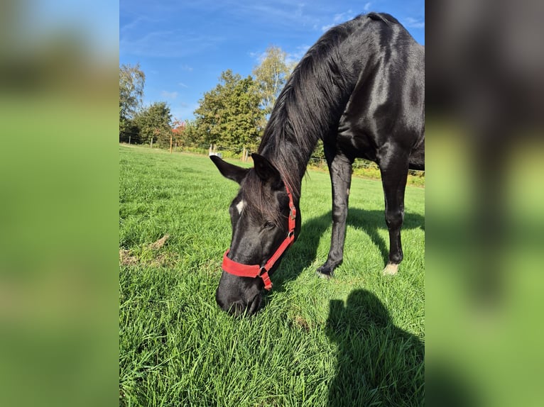 KWPN Mare 17 years 16 hh Black in Zonhoven