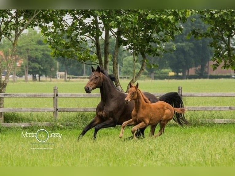 KWPN Mare 17 years 16 hh Brown in Löningen