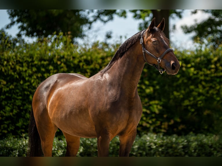 KWPN Mare 17 years 16 hh Brown in Löningen