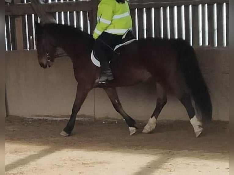KWPN Mare 17 years 16 hh Brown in Lichtenfels