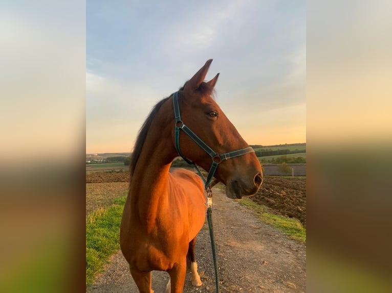 KWPN Mare 17 years 16 hh Brown in Lichtenfels