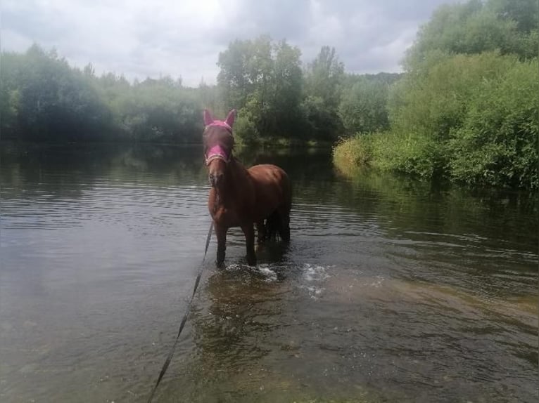 KWPN Mare 17 years 16 hh Brown in Lichtenfels