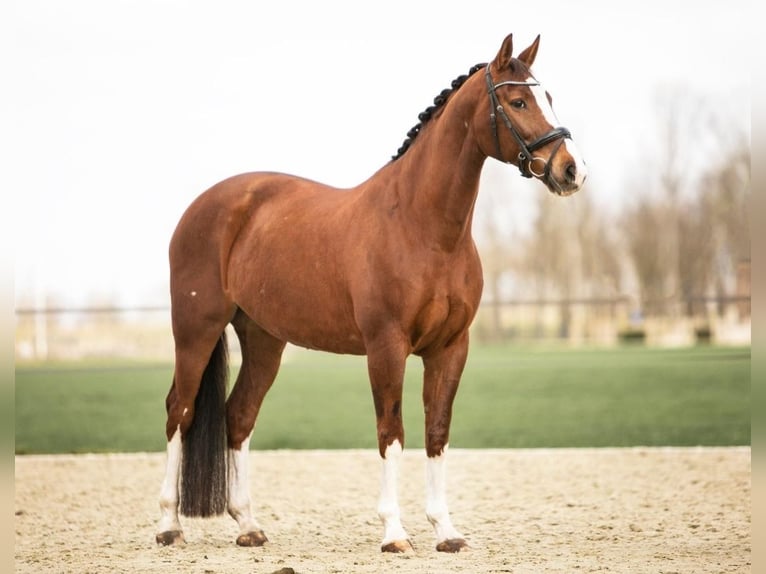 KWPN Mare 17 years 16 hh Chestnut in Selfkant