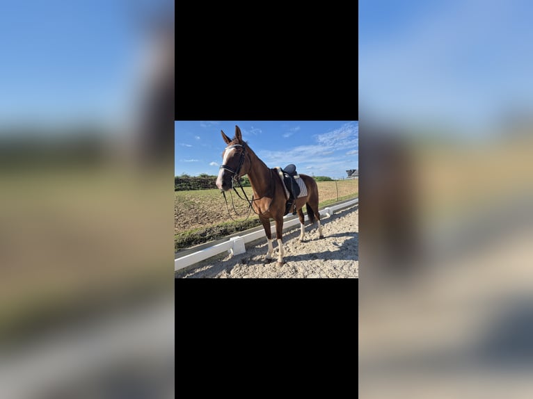 KWPN Mare 17 years 16 hh Chestnut in Selfkant