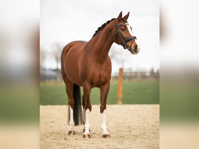 KWPN Mare 17 years 16 hh Chestnut in Selfkant
