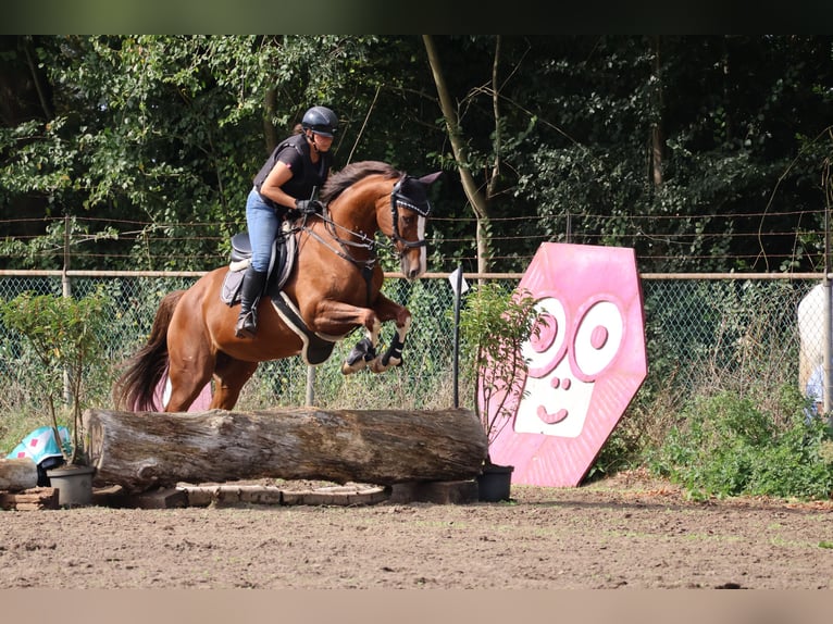 KWPN Mare 17 years 16 hh Chestnut in Selfkant