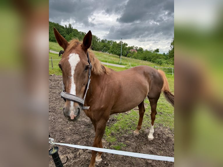 KWPN Mare 17 years 16 hh Chestnut-Red in Kupferzell