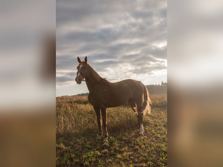 KWPN Mare 17 years 16 hh Chestnut-Red in Kupferzell