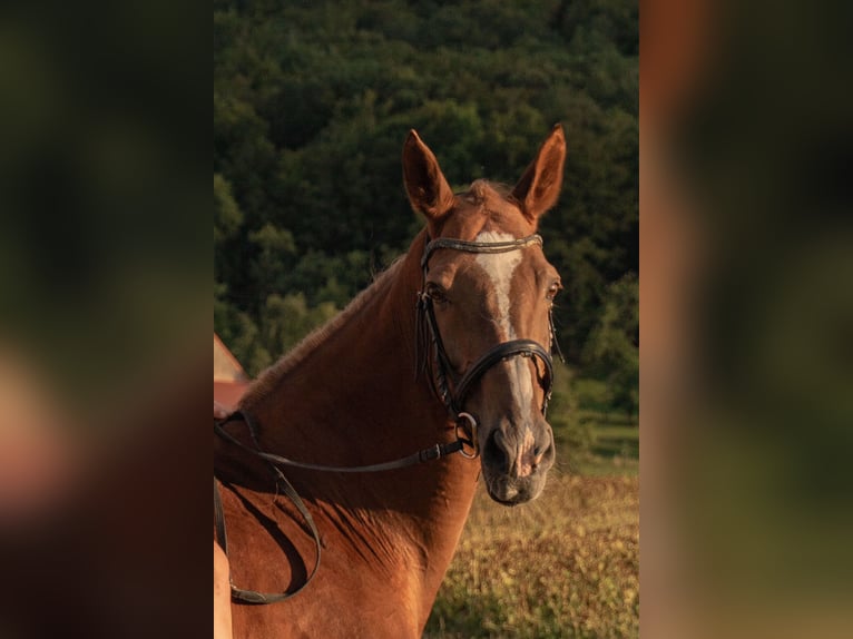 KWPN Mare 17 years 16 hh Chestnut-Red in Kupferzell