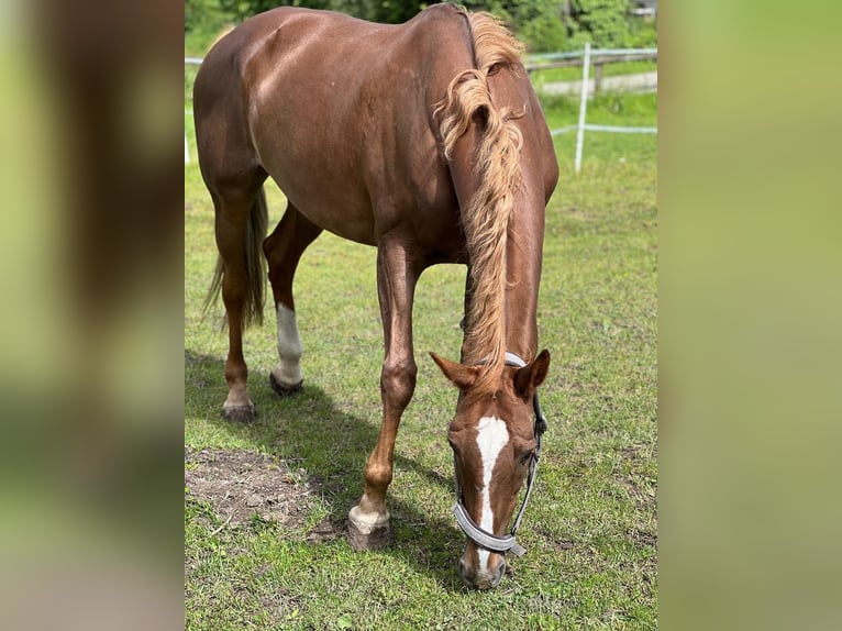 KWPN Mare 17 years 16 hh Chestnut-Red in Kupferzell