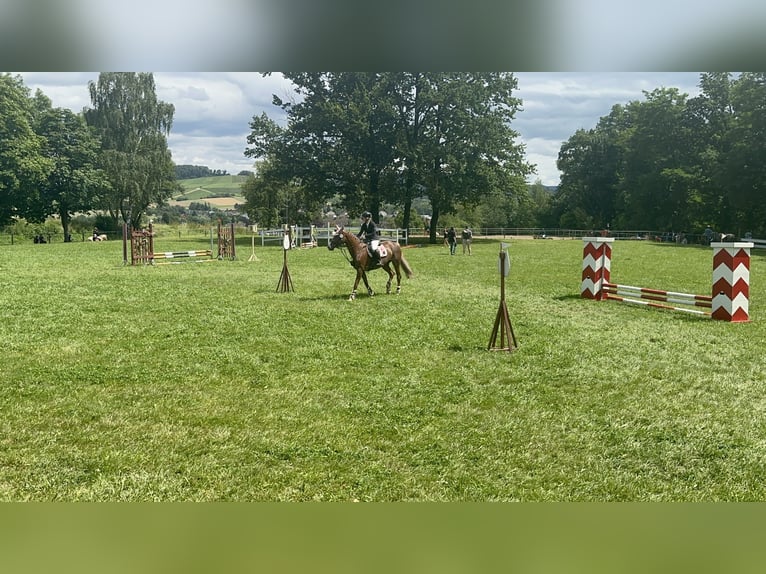 KWPN Mare 17 years 16 hh Chestnut-Red in Kupferzell