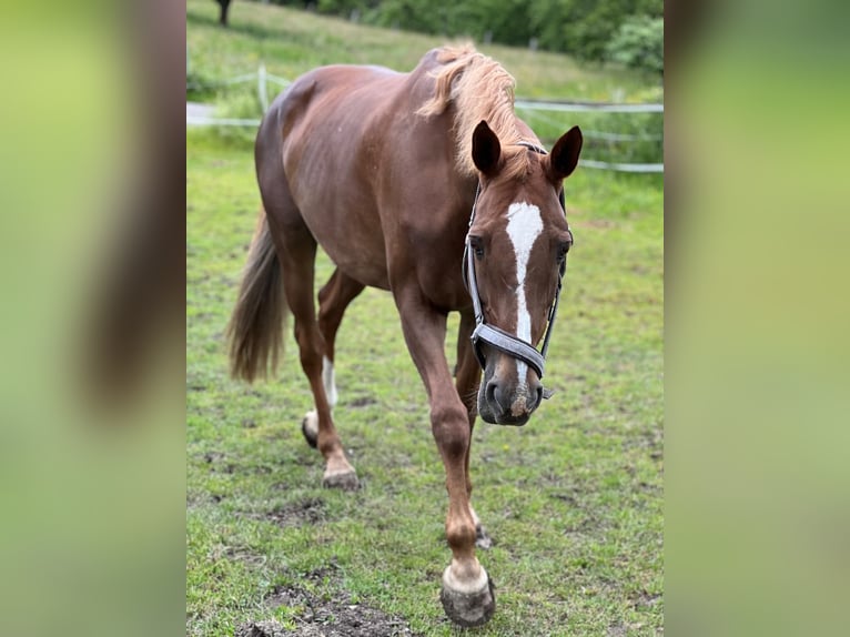 KWPN Mare 17 years 16 hh Chestnut-Red in Kupferzell