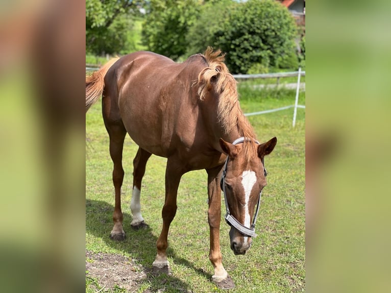 KWPN Mare 17 years 16 hh Chestnut-Red in Kupferzell