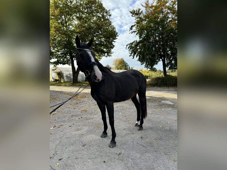 KWPN Mare 17 years 16 hh Gray in Bad Salzuflen