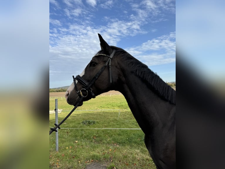 KWPN Mare 17 years 16 hh Gray in Bad Salzuflen