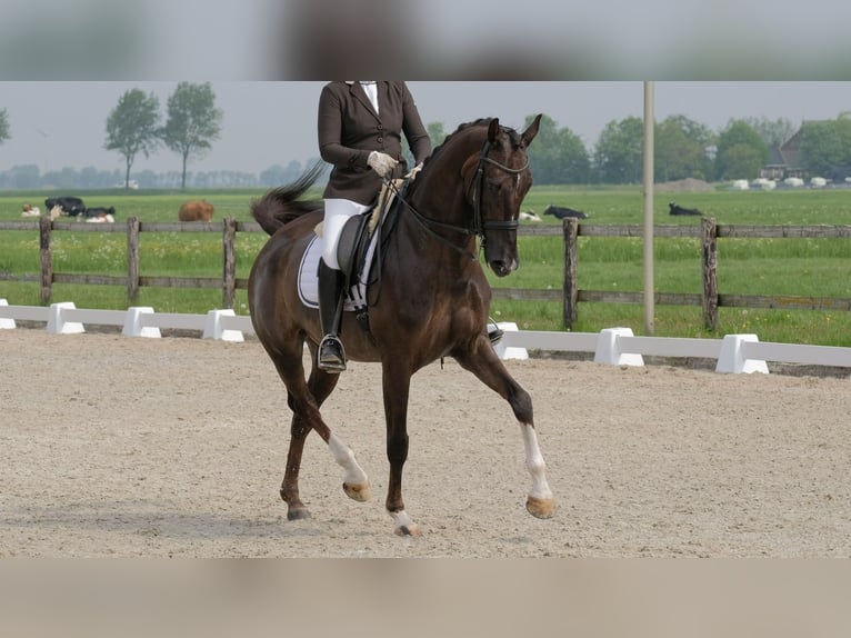 KWPN Mare 17 years 16,2 hh Chestnut in Luttelgeest