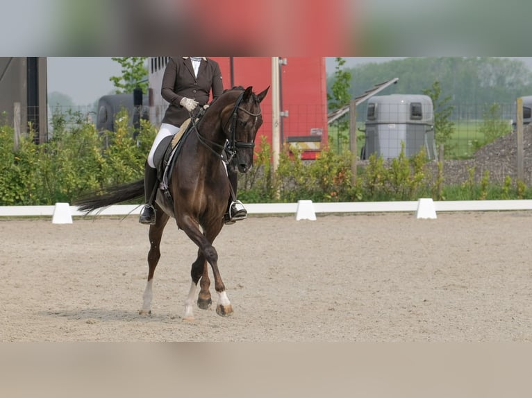 KWPN Mare 17 years 16,2 hh Chestnut in Luttelgeest