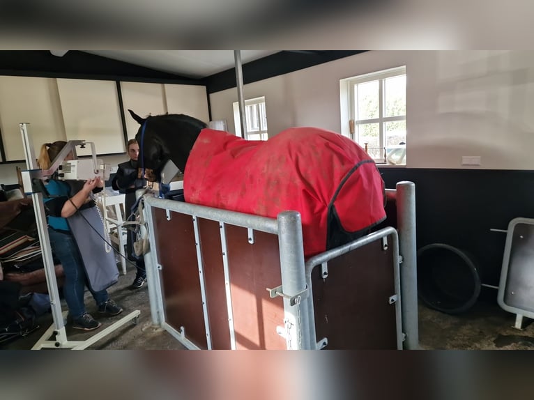 KWPN Mare 17 years 16,2 hh Smoky-Black in Heteren
