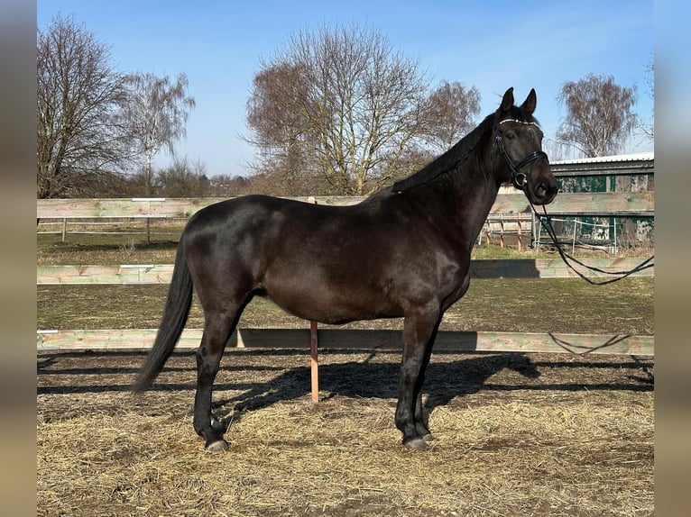 KWPN Mare 17 years 16,3 hh Black in Hildesheim