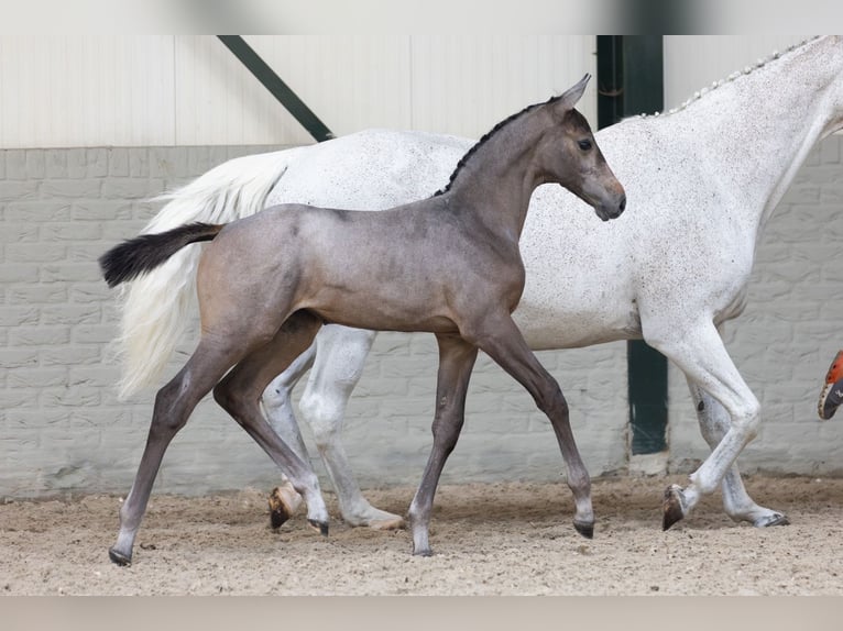 KWPN Mare 17 years in Heerde