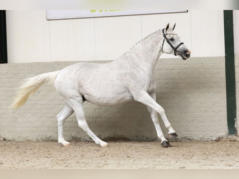 KWPN Mare 17 years in Heerde