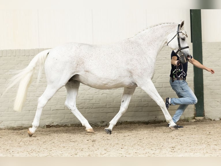 KWPN Mare 17 years in Heerde