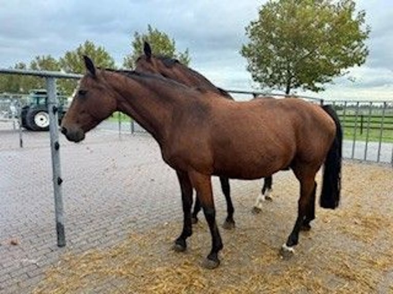 KWPN Mare 17 years Brown in Dinteloord