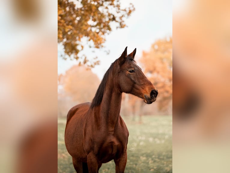 KWPN Mare 17 years Brown in Geel