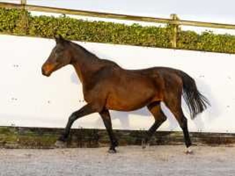 KWPN Mare 18 years 15,2 hh Brown in Waddinxveen