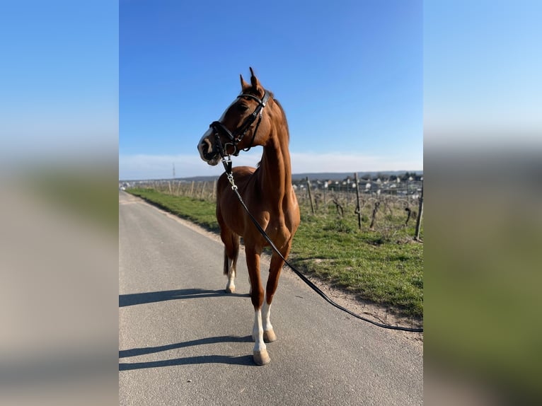 KWPN Mare 18 years 15.2 hh Chestnut-Red in Walluf