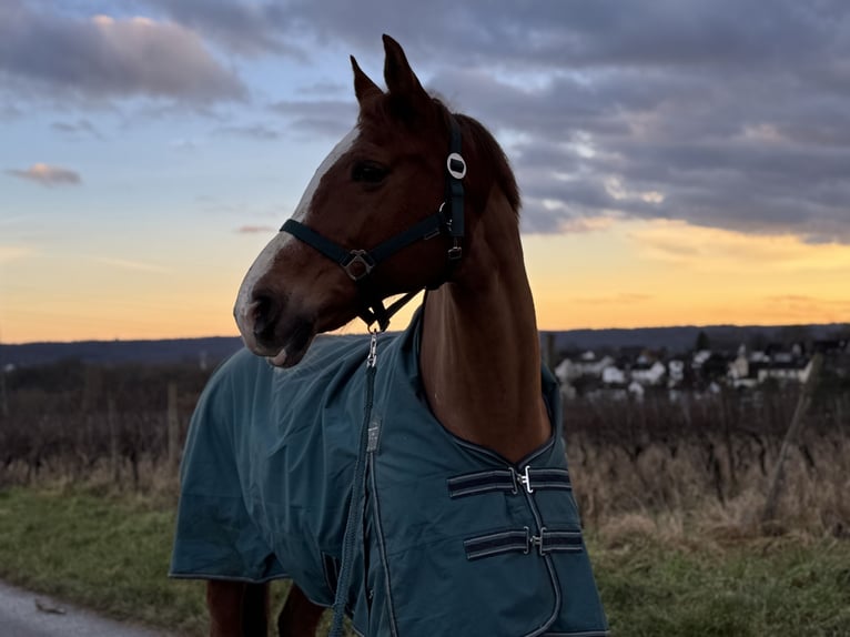 KWPN Mare 18 years 15.2 hh Chestnut-Red in Walluf
