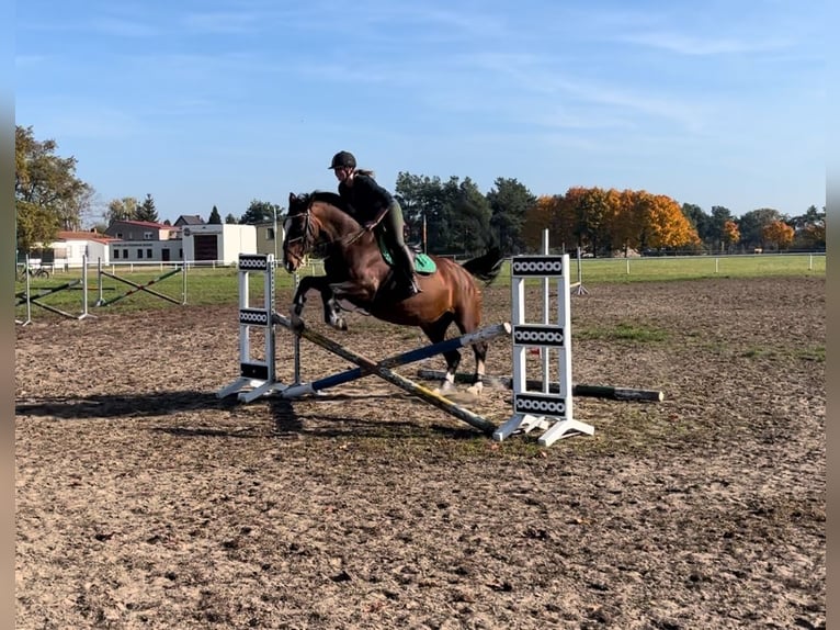 KWPN Mare 18 years 15,3 hh Brown in Aken