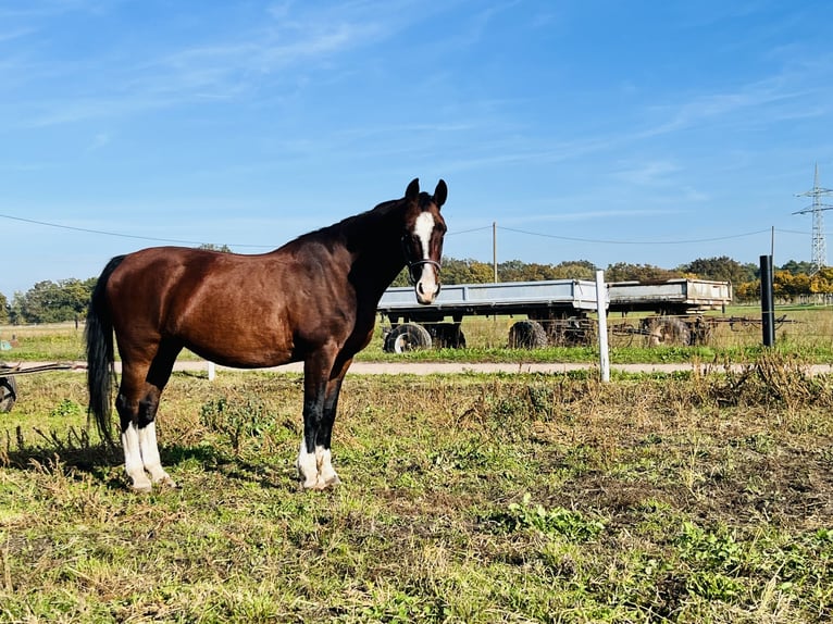 KWPN Mare 18 years 15,3 hh Brown in Aken