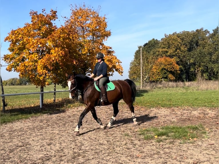 KWPN Mare 18 years 15,3 hh Brown in Aken