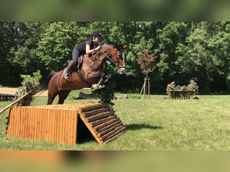 KWPN Mare 18 years 15,3 hh Brown in Aken